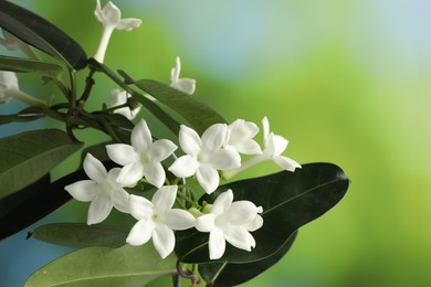 Photo of Beautiful jasmine plant with flowers on blurred background, closeup