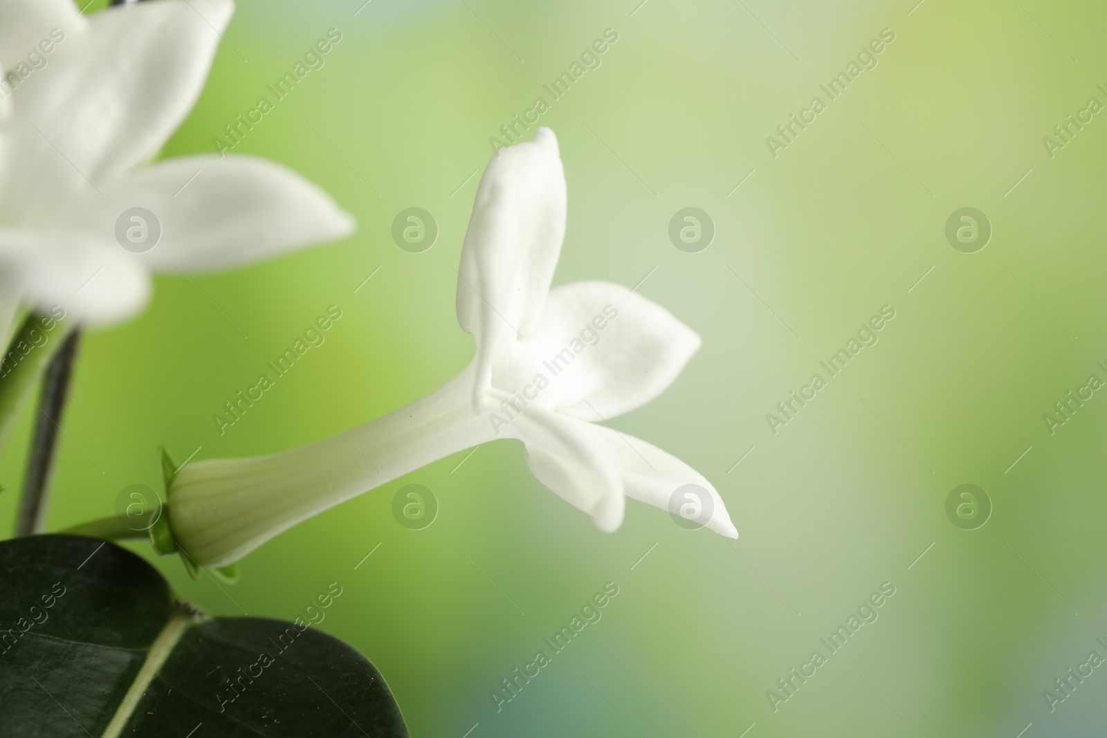Beautiful jasmine plant with flowers on blurred background, closeup. Space for text Photo of Beautiful jasmine plant with flowers on blurred background, closeup. Space for text