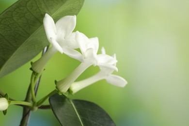 Photo of Beautiful jasmine plant with flowers on blurred background, closeup. Space for text
