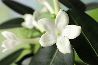 Photo of Beautiful jasmine plant with flowers on blurred background, closeup