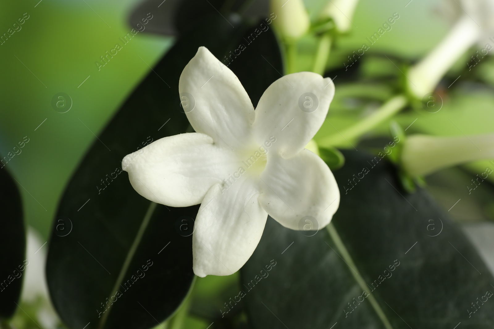 Beautiful jasmine plant with flowers on blurred background, closeup Photo of Beautiful jasmine plant with flowers on blurred background, closeup