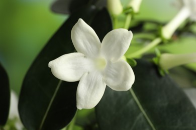 Photo of Beautiful jasmine plant with flowers on blurred background, closeup