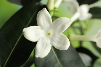 Photo of Beautiful jasmine plant with flowers on blurred background, closeup