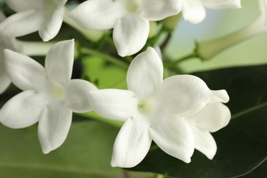 Photo of Beautiful jasmine plant with flowers on blurred background, closeup