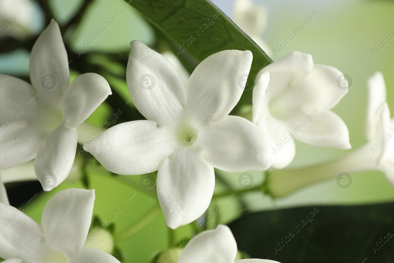 Beautiful jasmine plant with flowers on blurred background, closeup Photo of Beautiful jasmine plant with flowers on blurred background, closeup