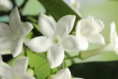 Photo of Beautiful jasmine plant with flowers on blurred background, closeup