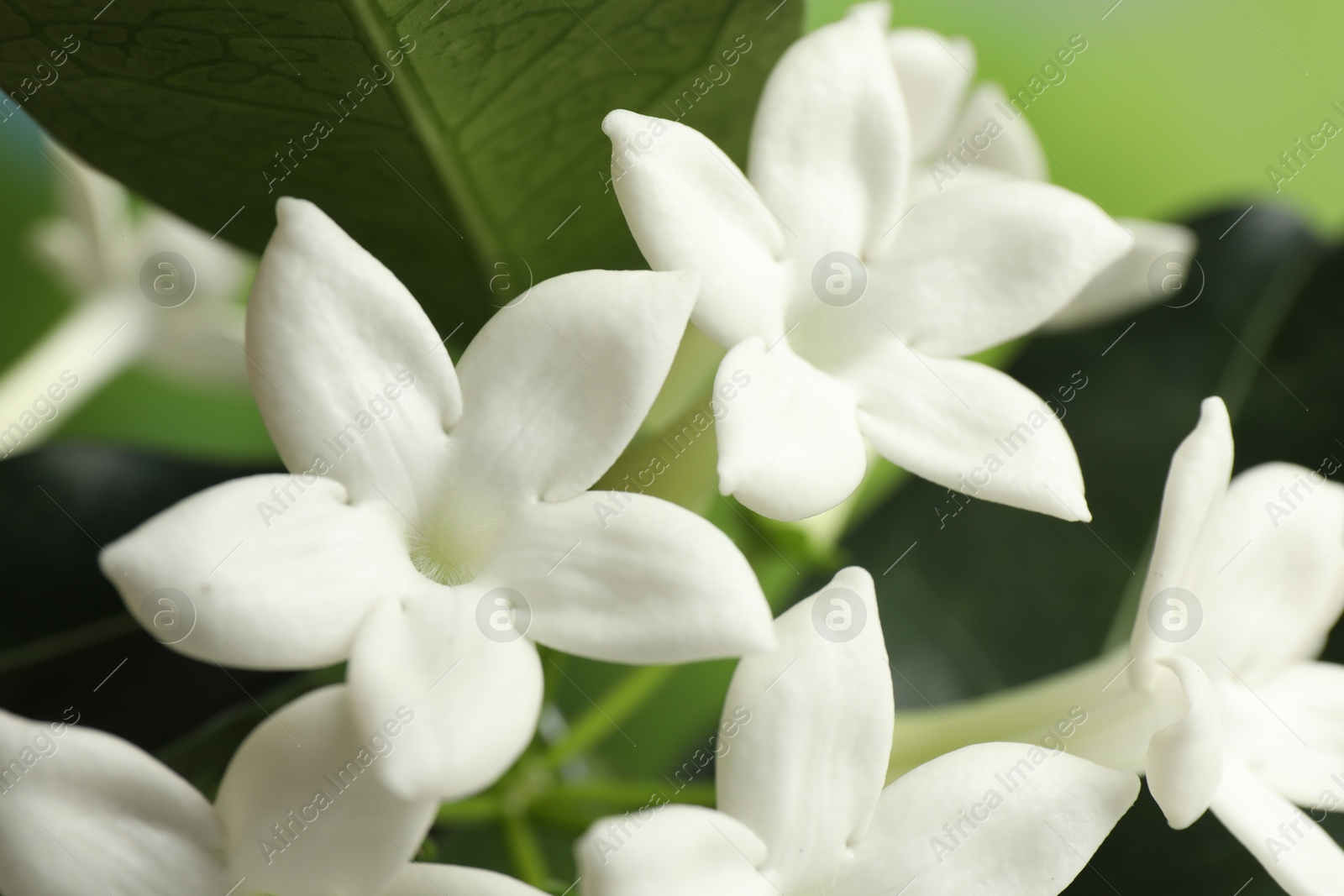 Beautiful jasmine plant with flowers on blurred background, closeup Photo of Beautiful jasmine plant with flowers on blurred background, closeup