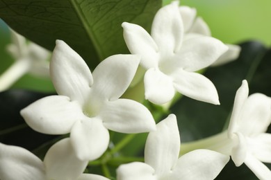 Photo of Beautiful jasmine plant with flowers on blurred background, closeup