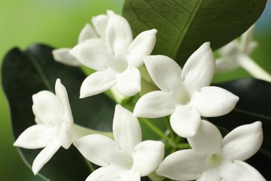 Photo of Beautiful jasmine plant with flowers on blurred background, closeup