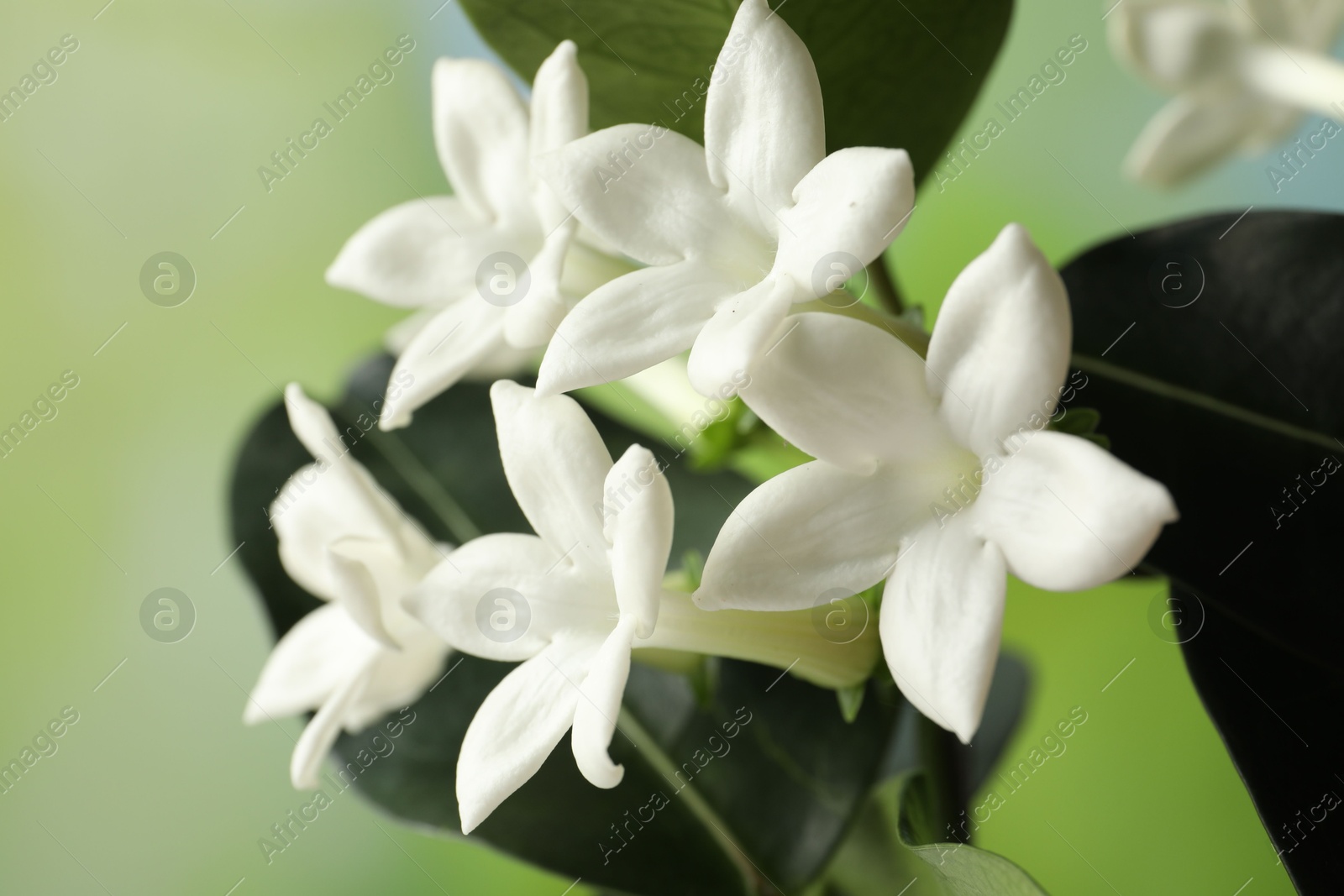 Beautiful jasmine plant with flowers on blurred background, closeup Photo of Beautiful jasmine plant with flowers on blurred background, closeup
