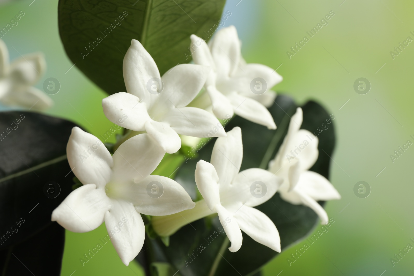 Beautiful jasmine plant with flowers on blurred background, closeup Photo of Beautiful jasmine plant with flowers on blurred background, closeup
