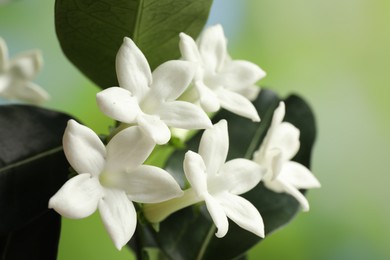 Photo of Beautiful jasmine plant with flowers on blurred background, closeup