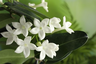 Photo of Beautiful jasmine plant with flowers on blurred background, closeup