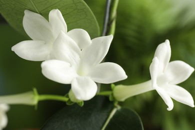 Photo of Beautiful jasmine plant with flowers on blurred background, closeup