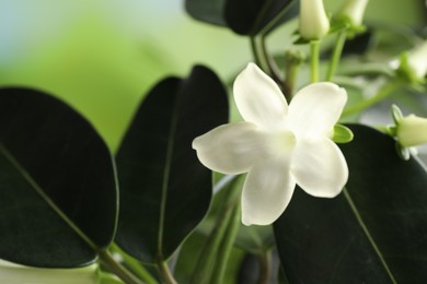 Photo of Beautiful jasmine plant with flowers on blurred background, closeup