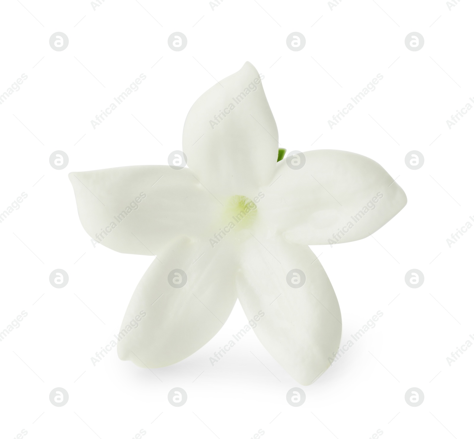 Beautiful aromatic jasmine flower isolated on white Photo of Beautiful aromatic jasmine flower isolated on white