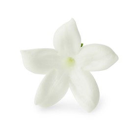 Photo of Beautiful aromatic jasmine flower isolated on white