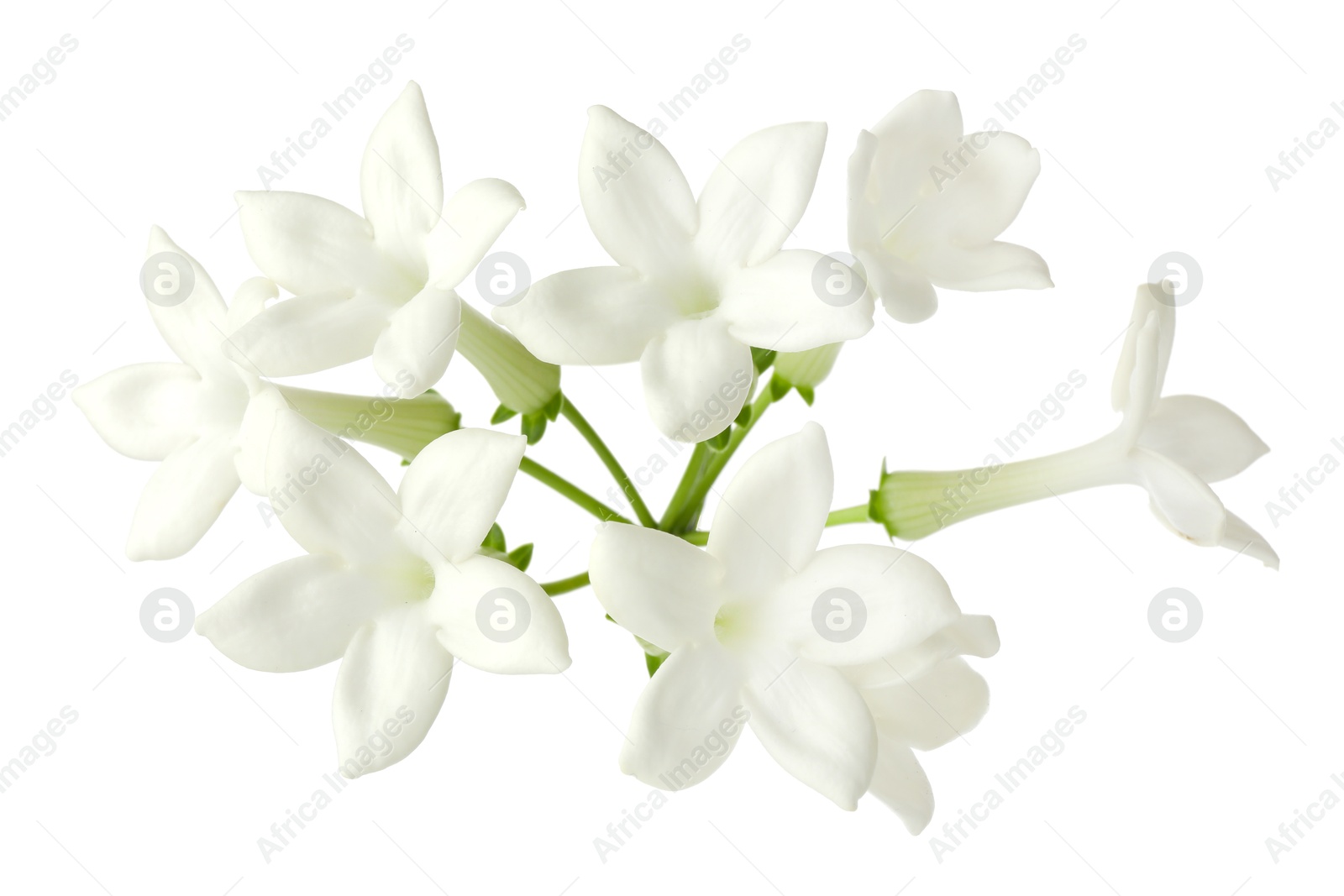 Beautiful aromatic jasmine flowers isolated on white Photo of Beautiful aromatic jasmine flowers isolated on white