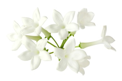 Photo of Beautiful aromatic jasmine flowers isolated on white