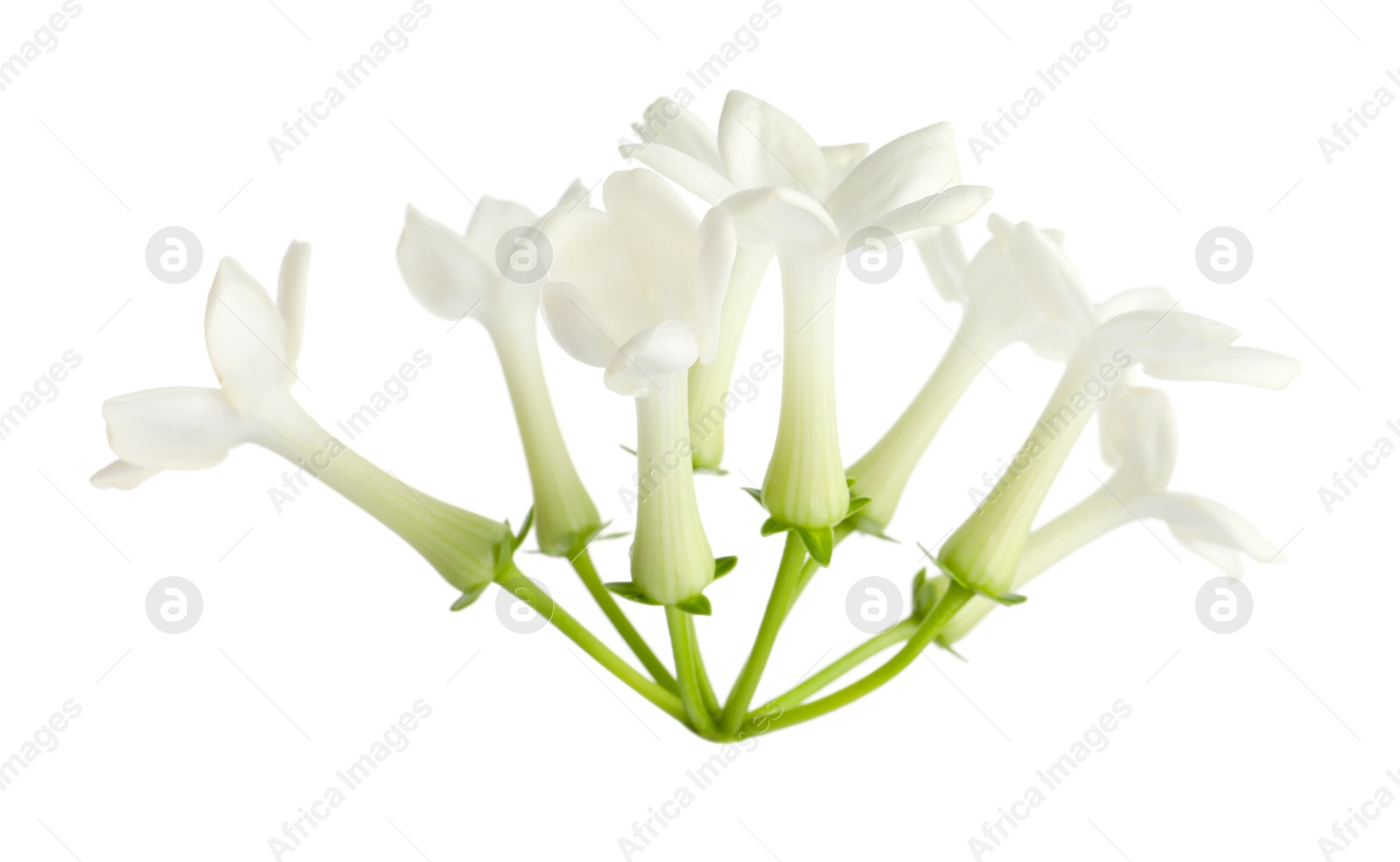 Beautiful aromatic jasmine flowers isolated on white Photo of Beautiful aromatic jasmine flowers isolated on white