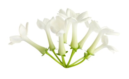Photo of Beautiful aromatic jasmine flowers isolated on white