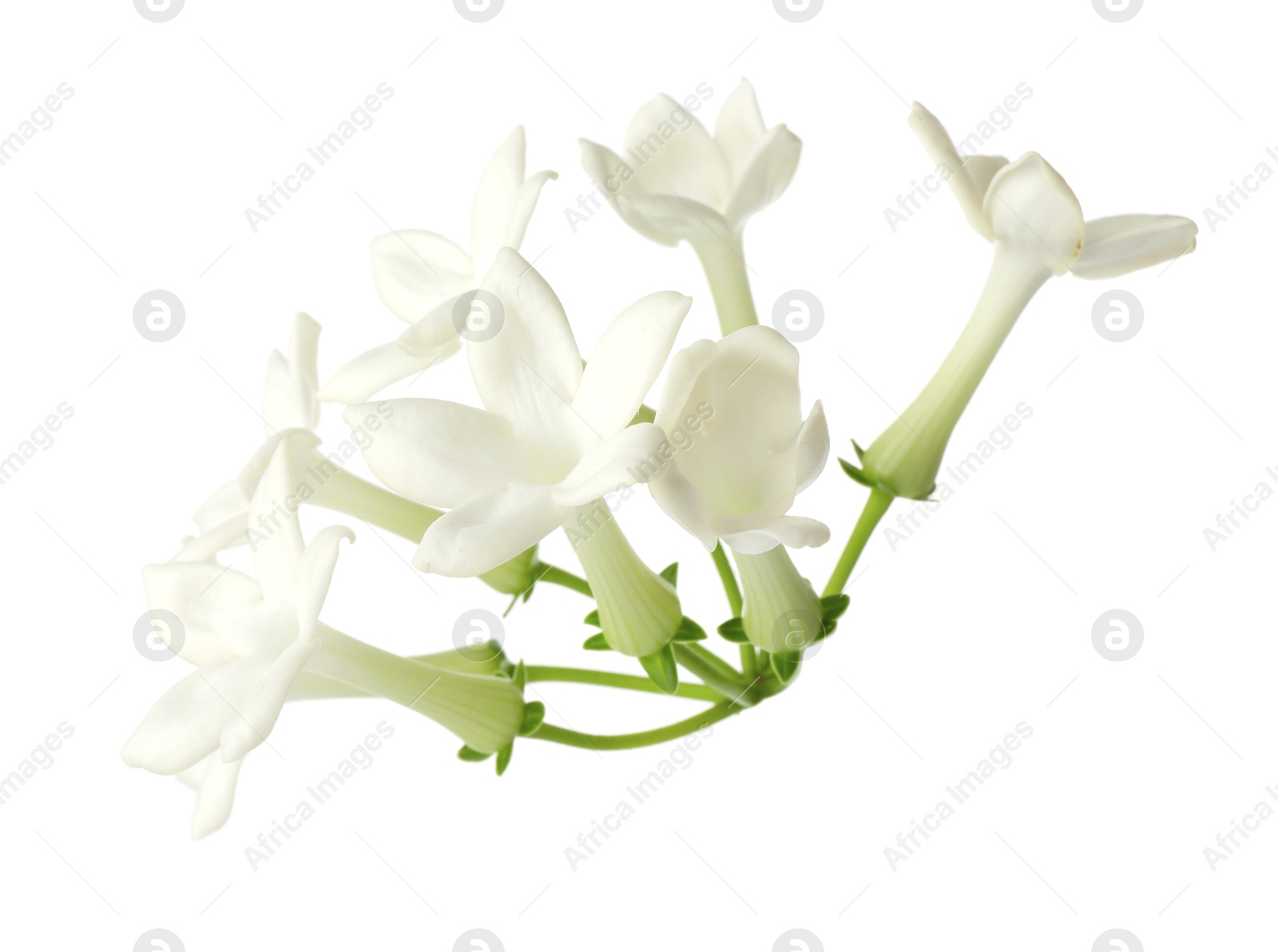 Beautiful aromatic jasmine flowers isolated on white Photo of Beautiful aromatic jasmine flowers isolated on white