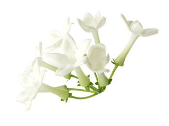 Photo of Beautiful aromatic jasmine flowers isolated on white
