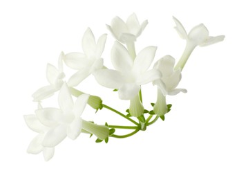 Photo of Beautiful aromatic jasmine flowers isolated on white