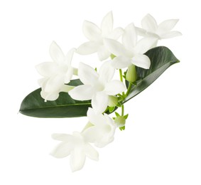 Photo of Beautiful aromatic jasmine flowers and leaves isolated on white