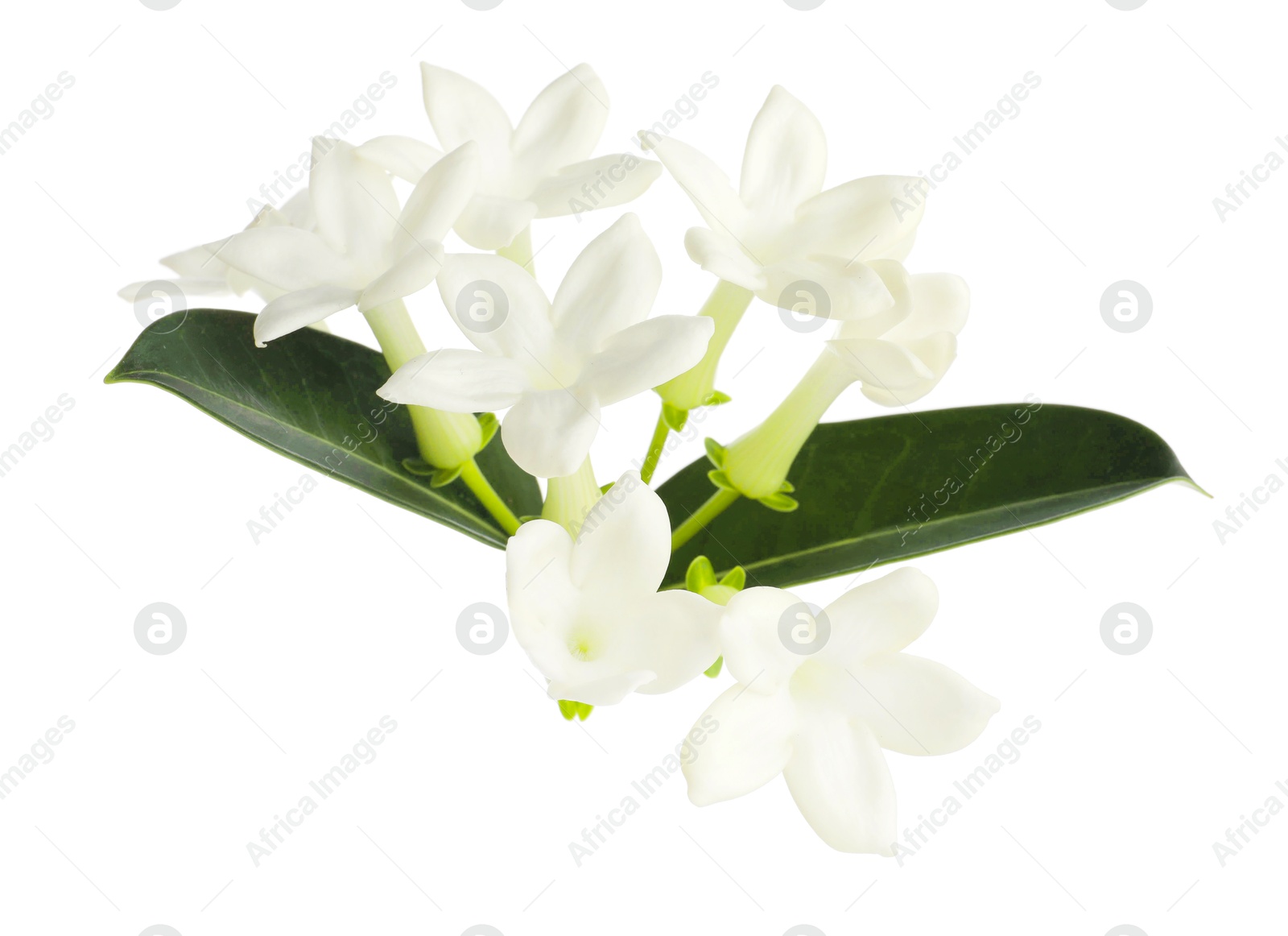 Beautiful aromatic jasmine flowers and leaves isolated on white Photo of Beautiful aromatic jasmine flowers and leaves isolated on white