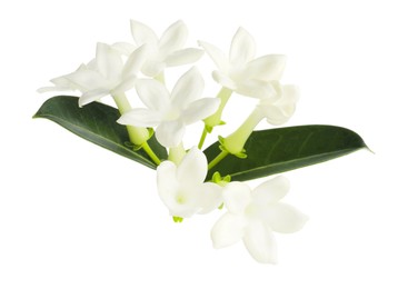 Photo of Beautiful aromatic jasmine flowers and leaves isolated on white