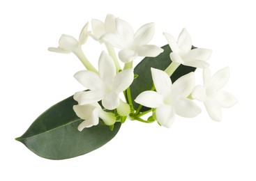 Photo of Beautiful aromatic jasmine flowers and leaves isolated on white