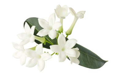 Photo of Beautiful aromatic jasmine flowers and leaves isolated on white