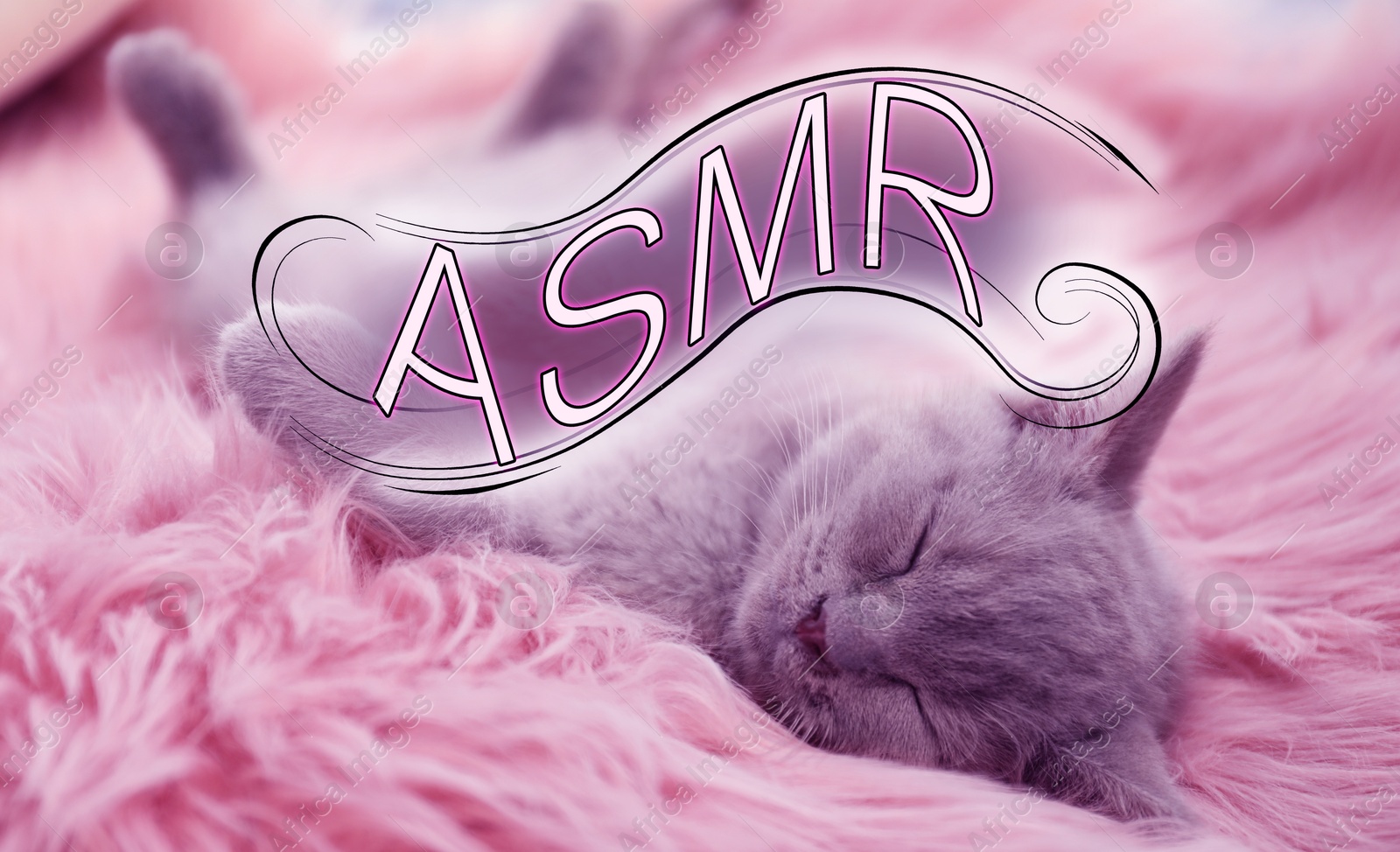 ASMR media (autonomous sensory meridian response). Cute cat on furry blanket Image of ASMR media (autonomous sensory meridian response). Cute cat on furry blanket