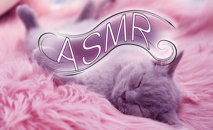Image of ASMR media (autonomous sensory meridian response). Cute cat on furry blanket
