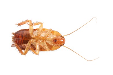 Photo of One cockroach on white background, top view. Pest control