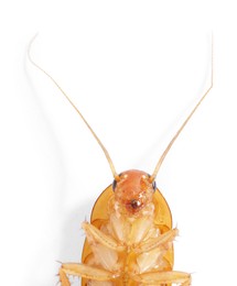 Photo of One cockroach on white background, top view. Pest control