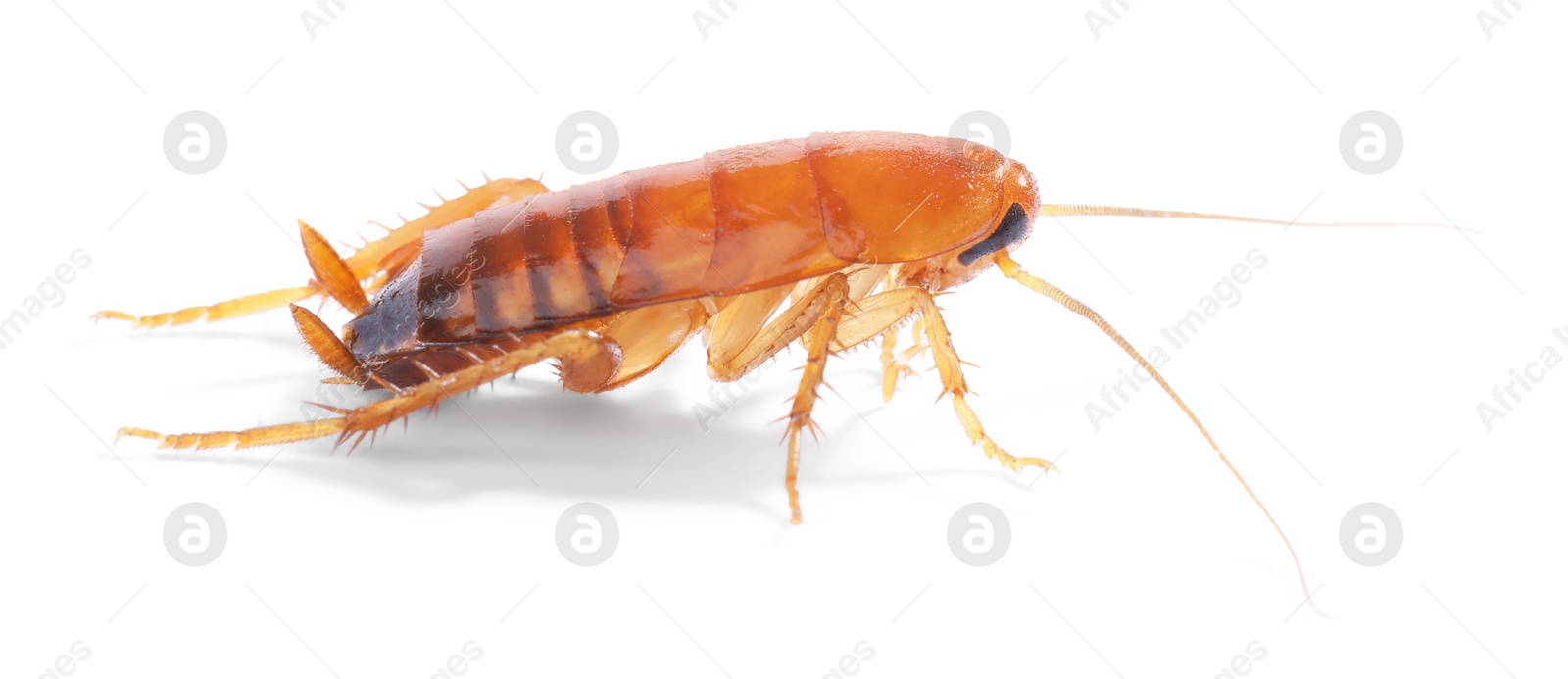 One cockroach on white background. Pest control Photo of One cockroach on white background. Pest control