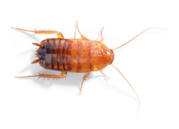 Photo of One cockroach on white background, top view. Pest control