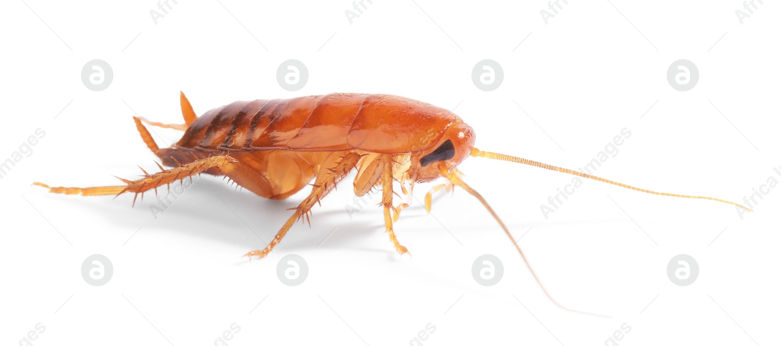 One cockroach on white background. Pest control Photo of One cockroach on white background. Pest control