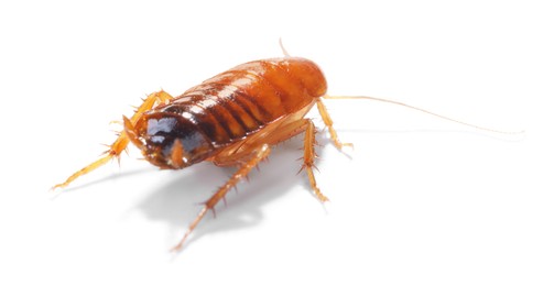 Photo of One cockroach on white background. Pest control