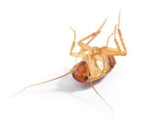 Photo of One cockroach on white background. Pest control