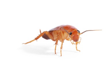 Photo of One cockroach on white background. Pest control