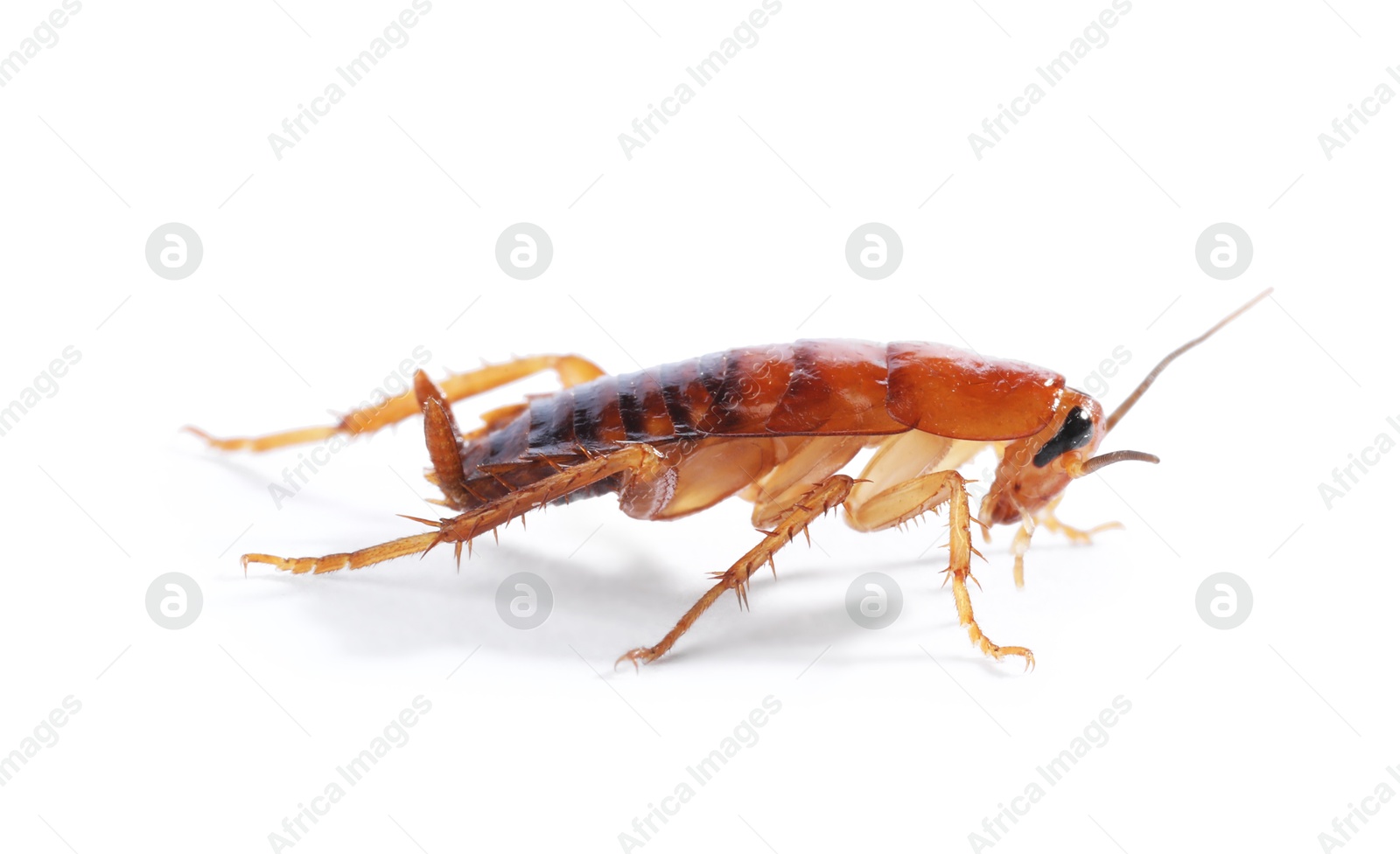 One cockroach on white background. Pest control Photo of One cockroach on white background. Pest control