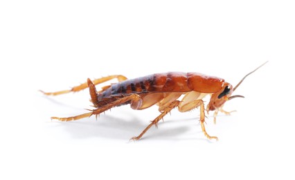 Photo of One cockroach on white background. Pest control