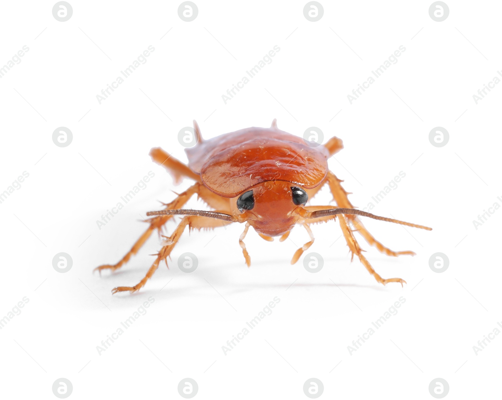One cockroach on white background. Pest control Photo of One cockroach on white background. Pest control