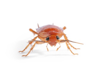Photo of One cockroach on white background. Pest control