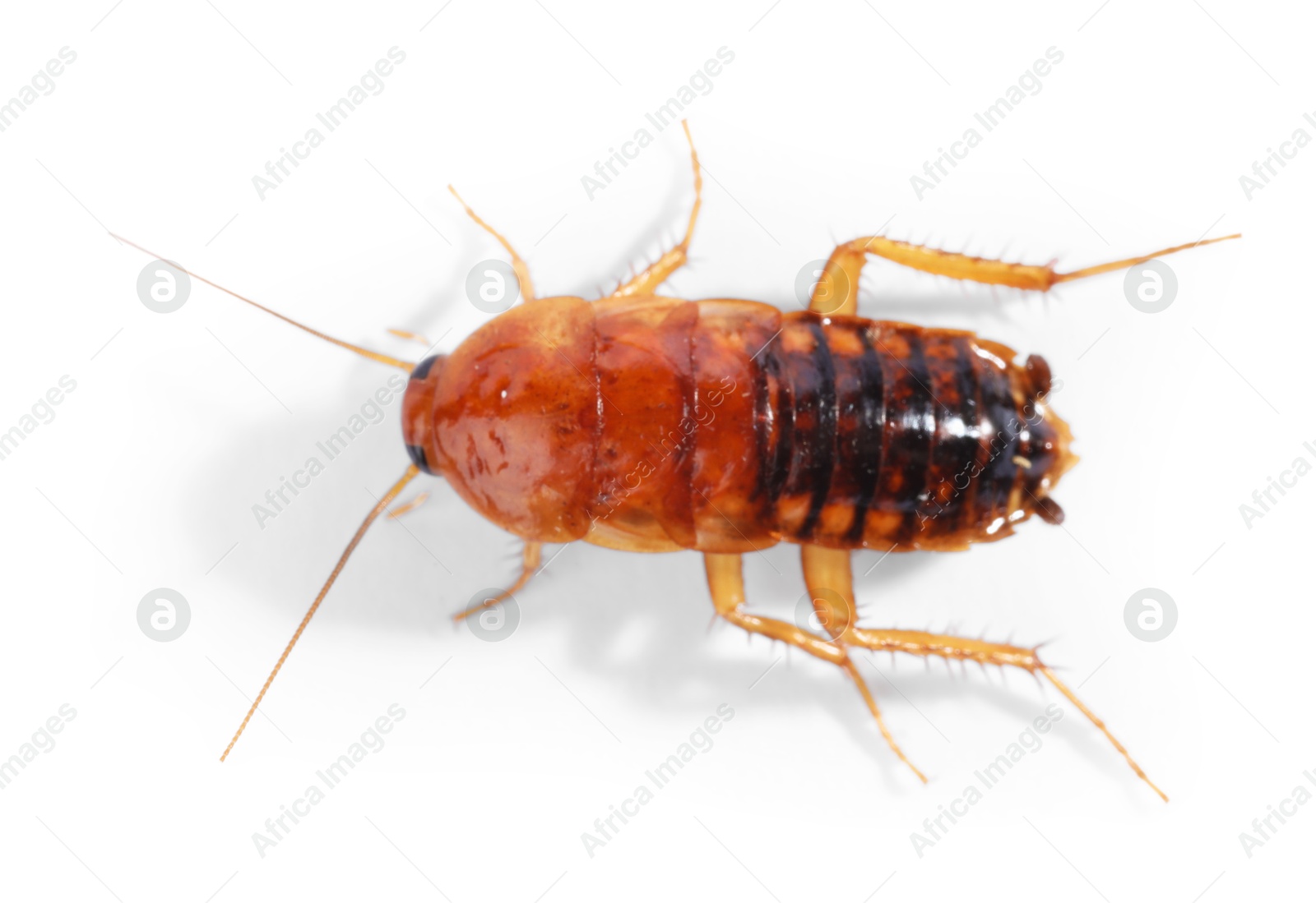 One cockroach on white background, top view. Pest control Photo of One cockroach on white background, top view. Pest control