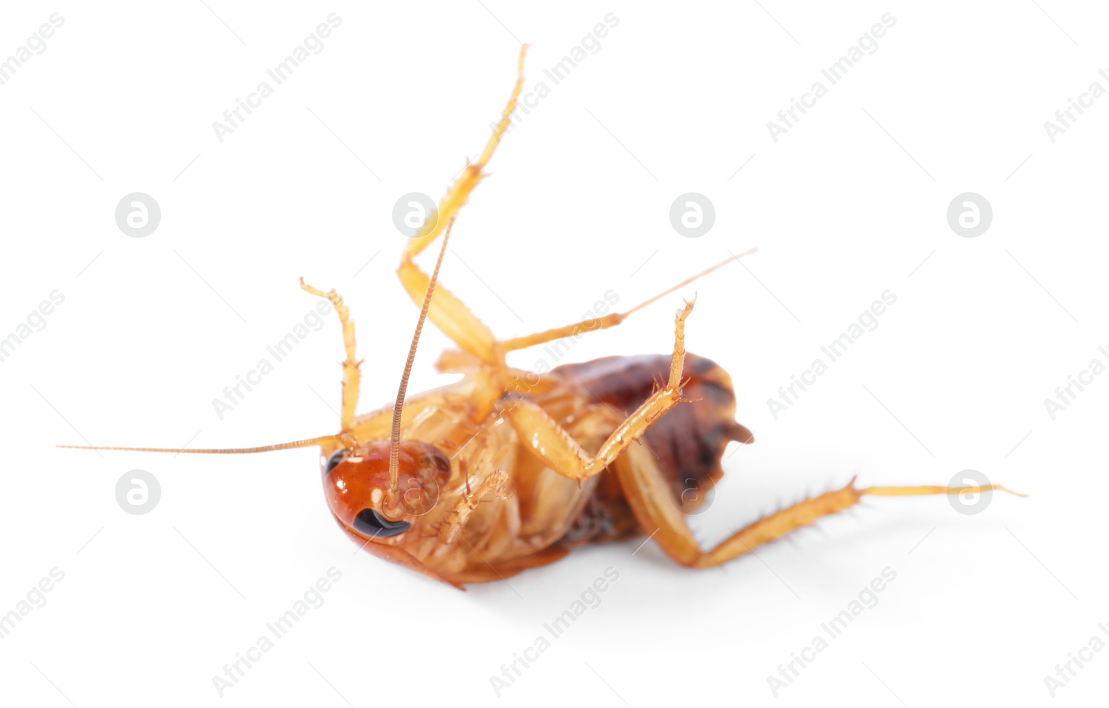 One cockroach on white background. Pest control Photo of One cockroach on white background. Pest control