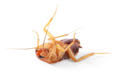 Photo of One cockroach on white background. Pest control